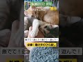 猫の手のひら返し！ 保護猫 子猫 えんたね 里親募集中