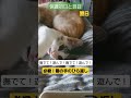 猫の手のひら返し！ 保護猫 子猫 えんたね 里親募集中