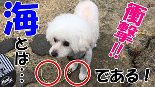 白い犬が海辺で衝撃の行動に出たwwｗ【トイプードル｜toypoodle】