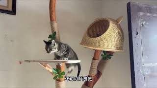 做个猫爬架给猫咪们当作新年礼物，就是猫太多，猫爬架已超载#狸花猫 #田园生活