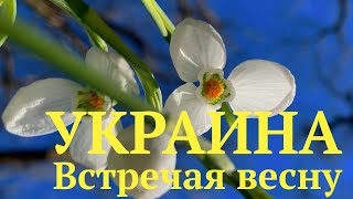 Украина. Встречая весну. Подснежники Черкасщины / Nature of Ukraine. Snowdrop.