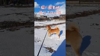 晴れ！散歩日和！ #shiba #柴犬