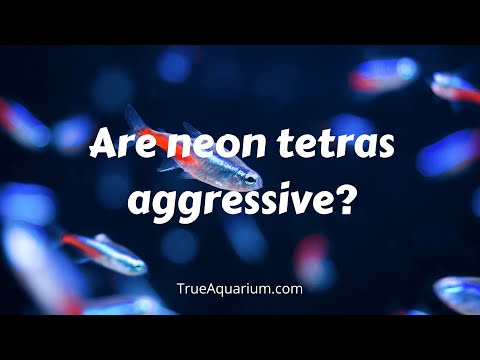 Why are my Tetras nipping at each other?