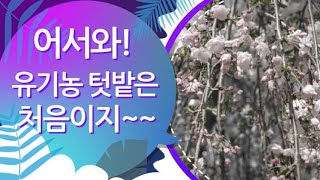 유기농 텃밭의 시작 잡초제거 #주말농장  #귀농  #농사