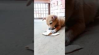 Cute puppy is hungry.#shorts