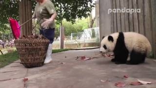 【萌爆】大熊貓識聽四川話 同飼養員有問有答仲發老脾