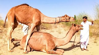 This is a very amazing sight of camels || This is also the case with camels || Camel is Thar