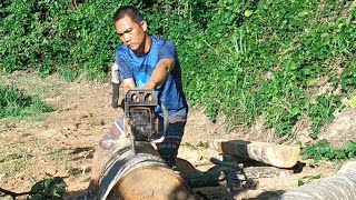 Membelah kayu 6 Kaki Dan 10 Kaki Mengguna Mesin Chainsaw