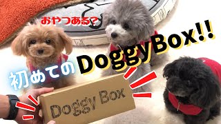 初Doggy Box!(ﾄﾞｷﾞｰﾎﾞｯｸｽ)で愛犬がこんなに喜ぶなんて❗