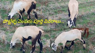 How to do Sheep farming అన్ని వివరాలు
