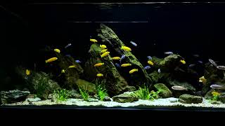 Planted Malawi Cichlid Tank / Rośliny i pyszczaki