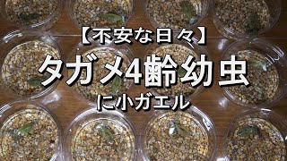 タガメ4齢幼虫に小カエル（エサ）【不安な日々】@タガメ幼虫の飼育記録