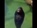 Spinning seal