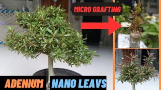 Creating Adenium Nano leaves / Micro leaves / Bilektisuits. 🔪🌱 MICRO GRAFTING TECHNIQUI 🌿. #adenium