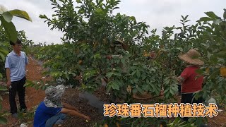 珍珠番石榴種植技術：一在適宜的時間修剪，二要掏空修剪中間，不要留太高Pearl guava planting techniques: one is to prune at the right time