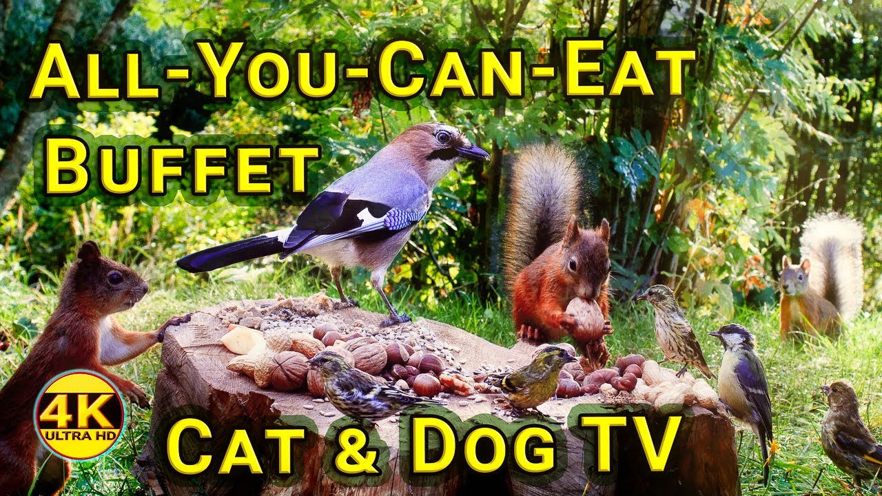 Cat & Dog TV Ultimate ASMR - 10h Fun With Red Squirrels And Fluttering ...