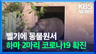 [글로벌K] 벨기에 동물원서 하마 2마리 코로나19 확진…종(種) 최초 / KBS  2021.12.08.