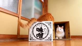 味噌の箱と猫　Box and cat 2017#13 170715