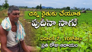 చిన్న రైతుకు చేయూత పుదీనా సాగు || Fast Growing Method of Mint / Pudina || Karshaka Mitra