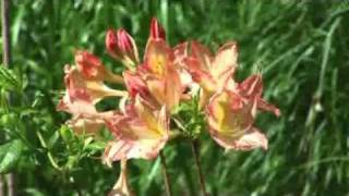 How to Grow Deciduous Azaleas