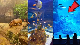 Istanbul Aquarium Full Virtual Tour