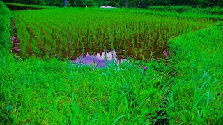 日本の長閑な田園風景、鳥の囀り、せせらぎの癒し音