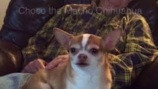 choco macho talking chihuahua