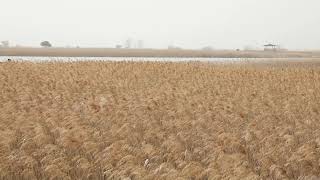 🎧[1시간] 가을을 기다리는 순천만습지 갈대밭 바람소리 자연 휴식 불면증 Wind Blowing Across The reed Meadow Wind Through The Grass