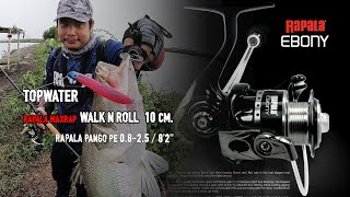 ตกปลากระพงวังด้วยเหยื่อผิวน้ำ Rapala Walk N Roll 10 cm. รอก Rapala Ebony คัน Rapala Pango