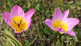 ✨羽毛みたいな山野草や春の花達がかわいいオーガニックハーブガーデンへ！🌞✨🐝🙂 香木の森公園 To an organic herb garden with cute spring flowers.