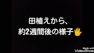 田植えから2週間後