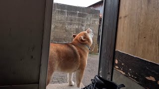 末っ子ちゃん「焼き芋屋さん！！くださいな！！！！」