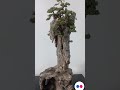 Amazing Bonsai