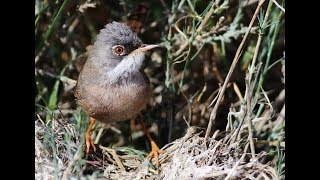 Spectacled Warbler nest (Sylvia conspicillata)  Καστανοτσιροβάκος, Κοτσινοφτέρι - Cyprus