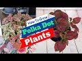 How To Grow Polka Dot Plants  | Polka Dot Plant Care