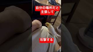 【テリトリー】自分の縄張りだと主張して飼い主に攻撃するオカメインコ #shorts #オカメインコ #birds #cockatiel