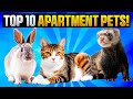 Top 10 Best Pets for Apartment Living | Pets for Small Spaces