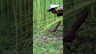 Jute Harvesting #shorts