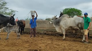 VISITANDO O VAQUEIRO JOSÉ IMPERIANO EM OLIVEDOS NA PARAÍBA.