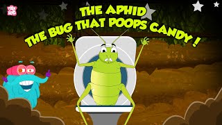 Aphid - The Bug That Poops Candy | Sap-Sucking Insects | Candy Pooping Bug | The Dr. Binocs Show