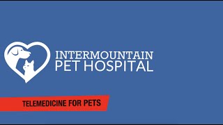 Telemedicine for Pets