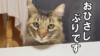 お久しぶりです…猫息子たちは元気です【保護猫・老猫】