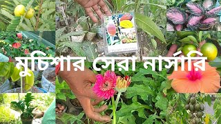 যমুনা নার্সারি মুচিসা | Jamuna Nursery Muchisa | Biggest Nursery at Muchisa | Kolkata