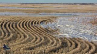 Examining the Pintail Problem