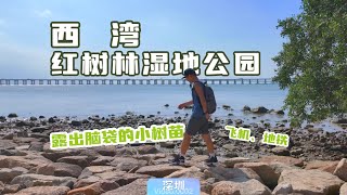 飞机、地铁、还有海水中露出脑袋望向你的小树苗「西湾红树林湿地公园」Shenzhen Baoan Xiwan Mangrove Wetland Park