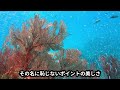 ３島巡り！アイランドホッピング！！【沖縄県　石垣島　ダイビング】2021年9月7日のダイビングハイライト