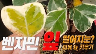 벤자민 고무나무 잎이 떨이지는 이유 🌿 Ficus triangularis Variegata 🌱 하트 벤자민 고무나무 키우기