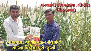 DHANLAXMI CROP.LTD @બાજરા બીયારણ @ધનલક્ષ્મી બાજરો #bajra #બાજરી