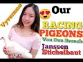 TOP RACING PIGEONS-VYVERMAN, VAN DEN BROUCKE