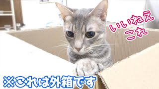 【猫団子】新しいハウスを設置したら、超絶癒し風景が生まれました【かわいすぎ】／New home for cats